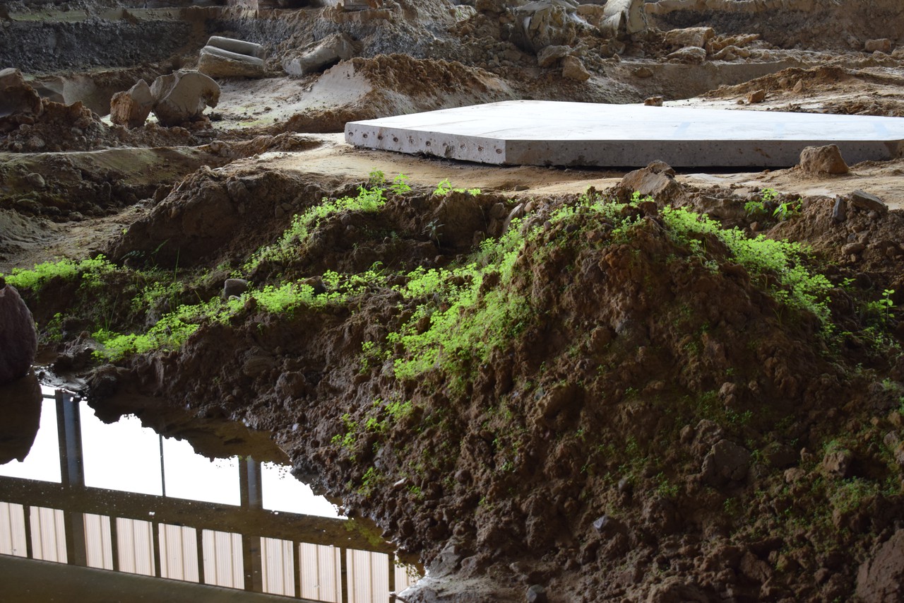 Scaffold Podcast: Adam Caruso